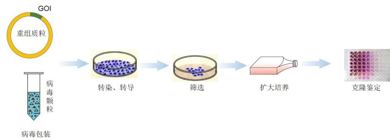 细胞系定制