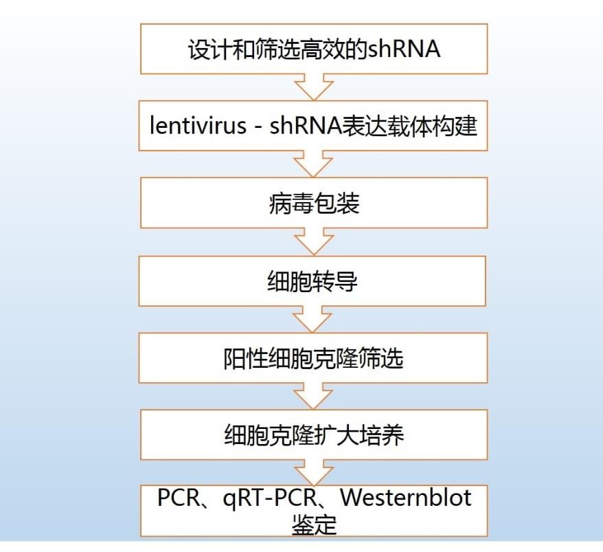 Knockdown(基因敲低)细胞系服务