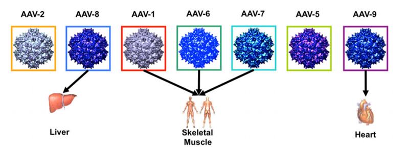  基因转移最常用的AAV载体以及其天然趋向性
