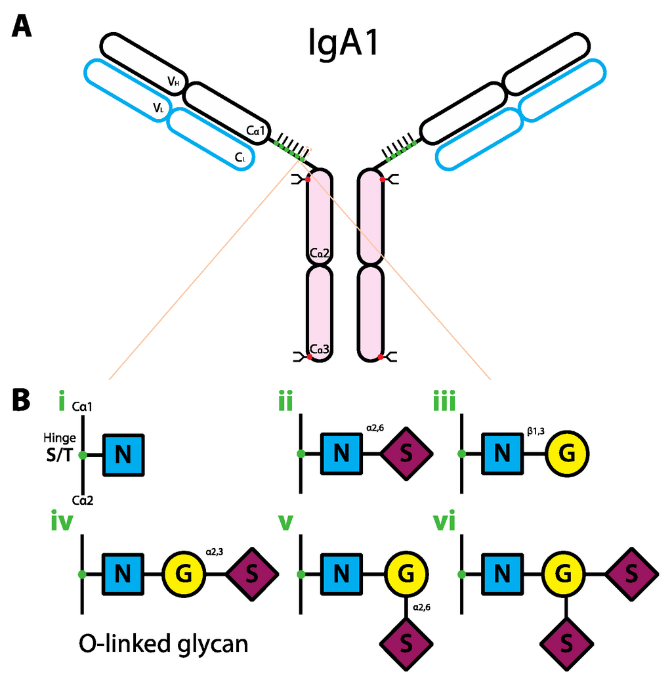 免疫球蛋白A（IgA）抗体测序服务
