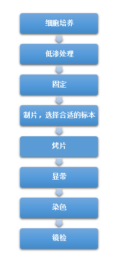 染色体核型分析服务