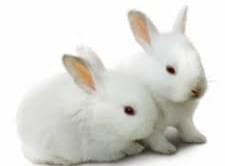 兔单克隆抗体制备服务
