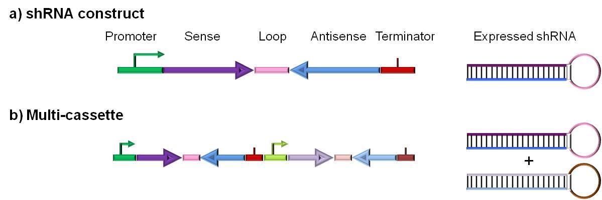 基于DNA的 siRNA 载体构建示