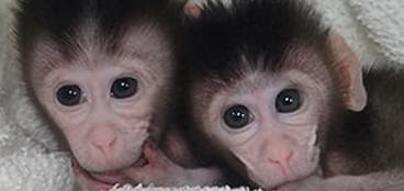 猴单克隆抗体制备