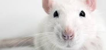 小鼠单克隆抗体制备