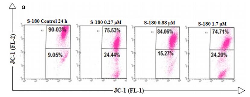 使用JC-1染料通过流式细胞仪检测线粒体膜电位