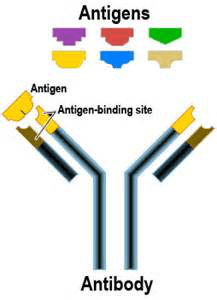 抗原与抗体分子在抗原结合位点进行特异性结合