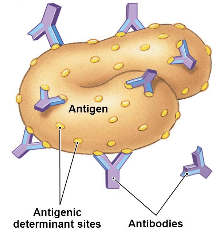 抗体与抗原表面的抗原决定簇结合
