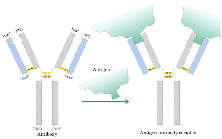 IgG的抗原结合部位在空间结构上与抗原决定簇互补