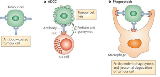 抗体依赖的细胞介导的细胞毒作用（ADCC）