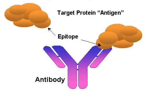 抗原与抗体的结合