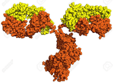 抗体分子的四肽链结构