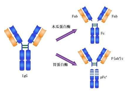 图6  免疫球蛋白的酶切片段