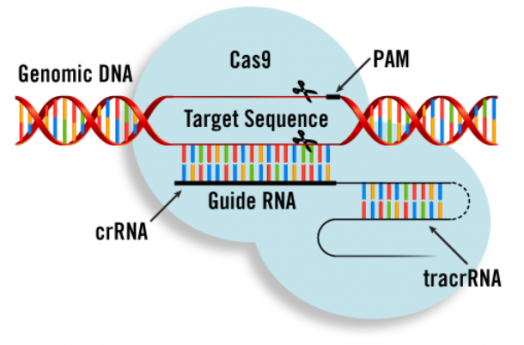 CRISPRCas9技术在基因治疗领域的研究进展