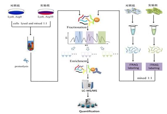 蛋白质乙酰化组学的技术流程