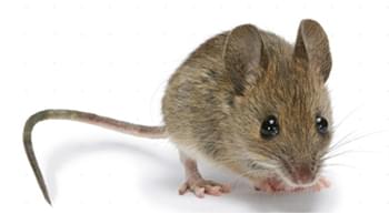 鼠抗体测序服务