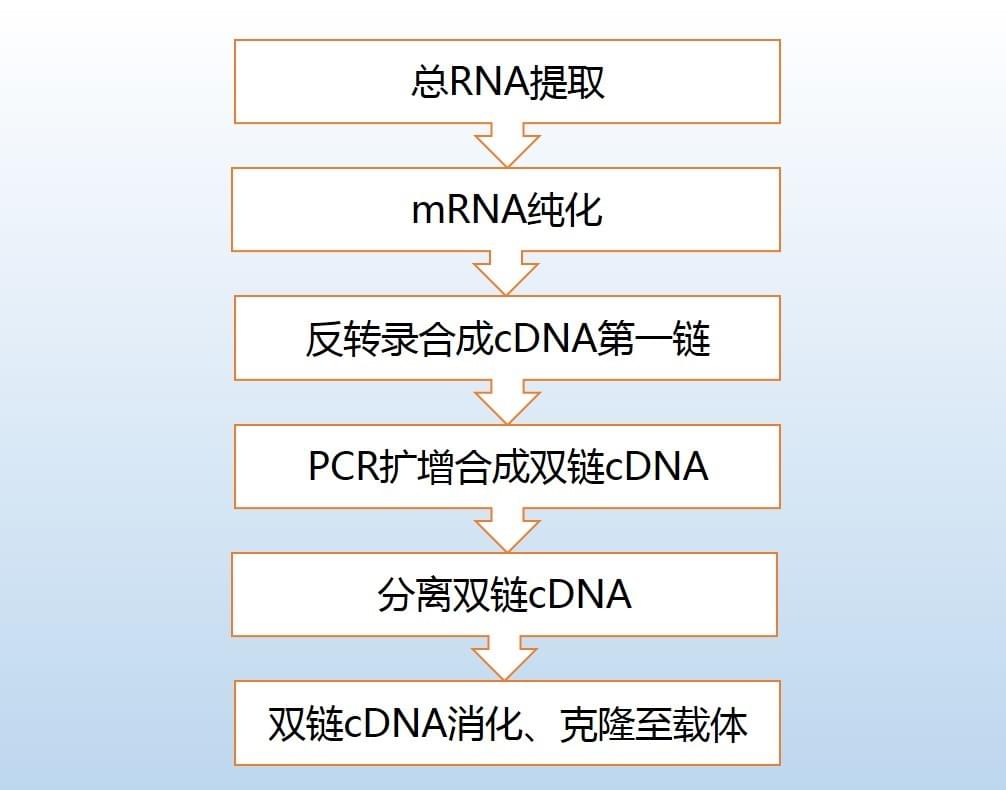 基因合成服务