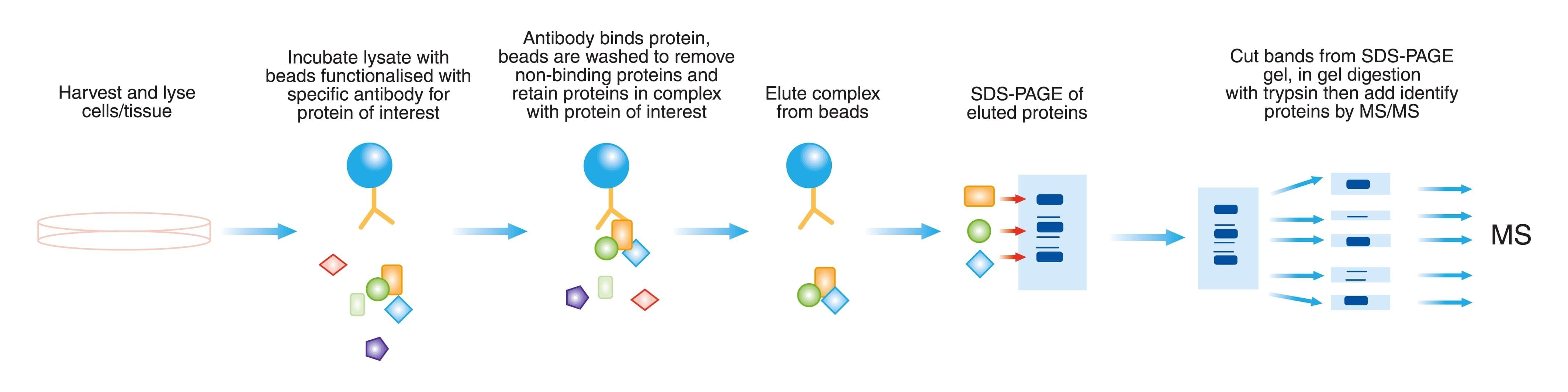 蛋白质互作CoIP的技术流程
