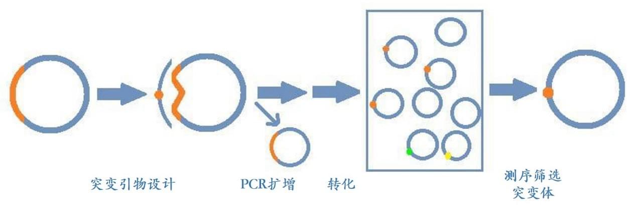 基因突变服务