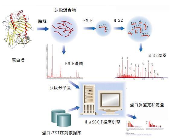 LC-ESI-MS技术流程