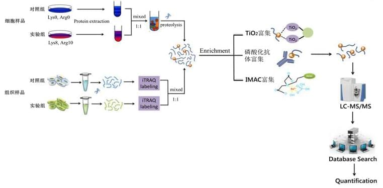 蛋白质磷酸化组学的技术流程