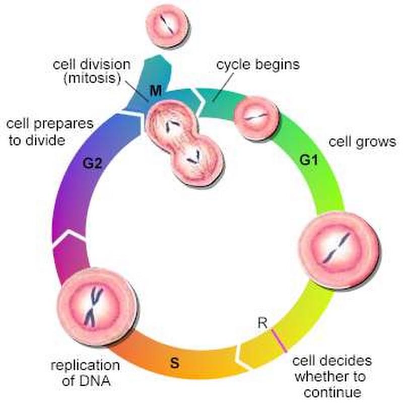 细胞周期
