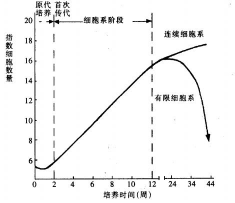 细胞系生长过程