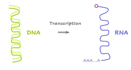 mRNA合成服务