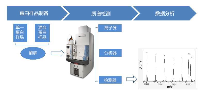 蛋白质质谱鉴定流程