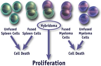 B淋巴细胞与骨髓瘤细胞融合 