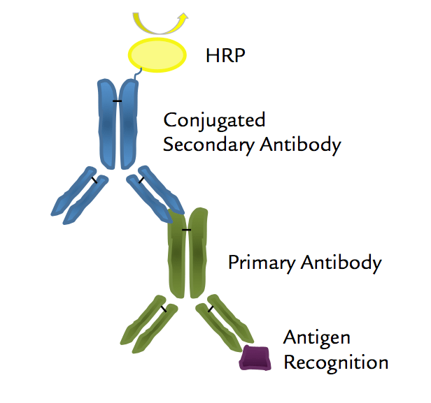 HRP偶联二抗