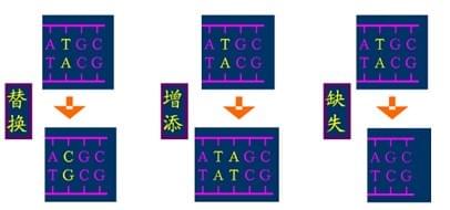  碱基的替换、增添和缺失