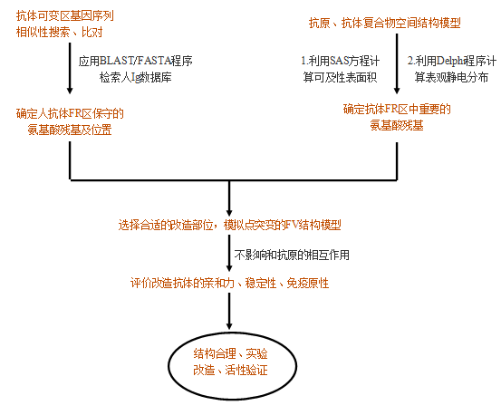 抗体人源化流程