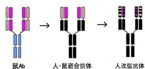 人源化IgG抗体