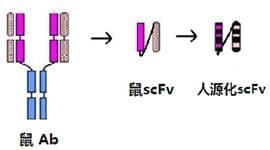 小分子抗体