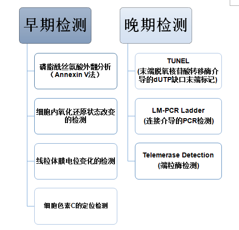 细胞凋亡检测服务