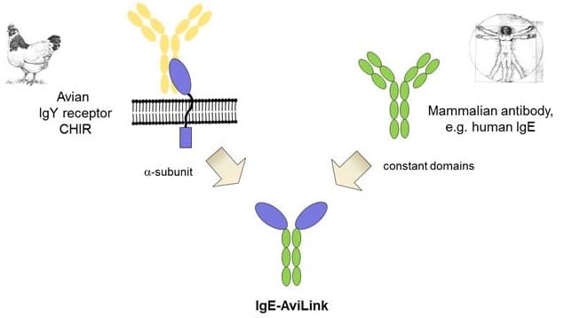 免疫球蛋白E（IgE）抗体测序服务