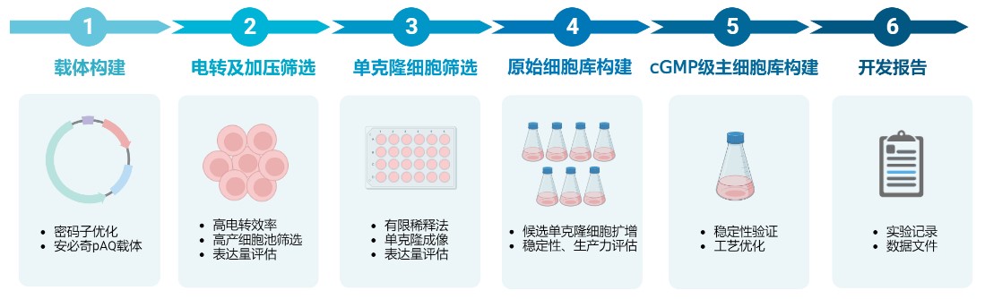 工业CHO蛋白抗体细胞库建立