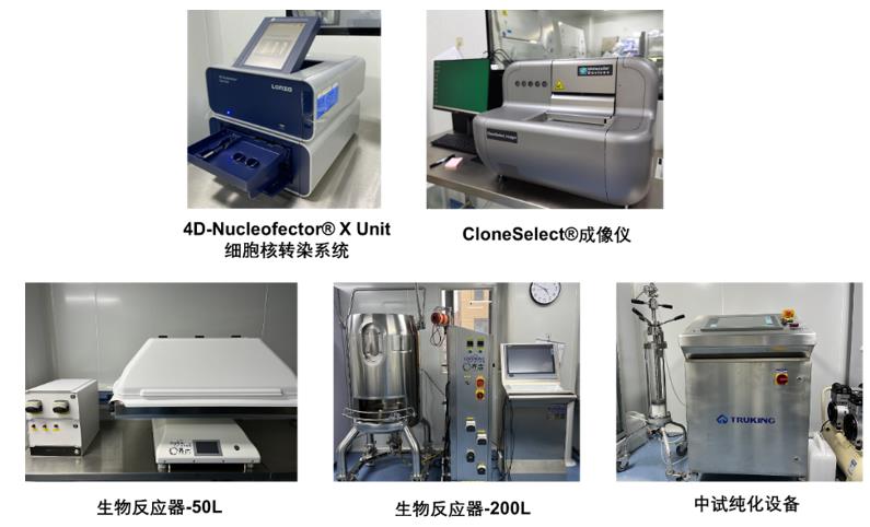 工业CHO蛋白抗体细胞库建立