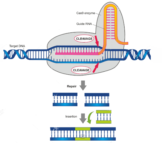 CRISPR/Cas9基因编辑示意图（仅显示基因