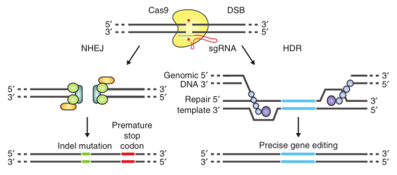 CRISPR/Cas9基因组编辑服务