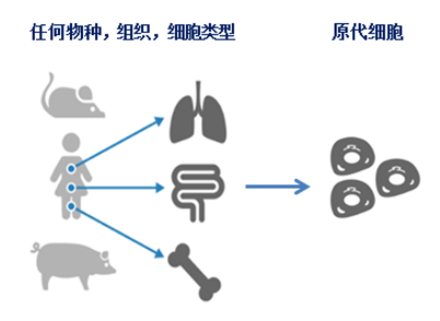 细胞永生化服务