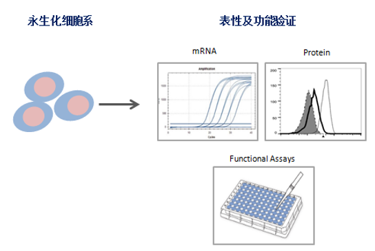 细胞永生化服务