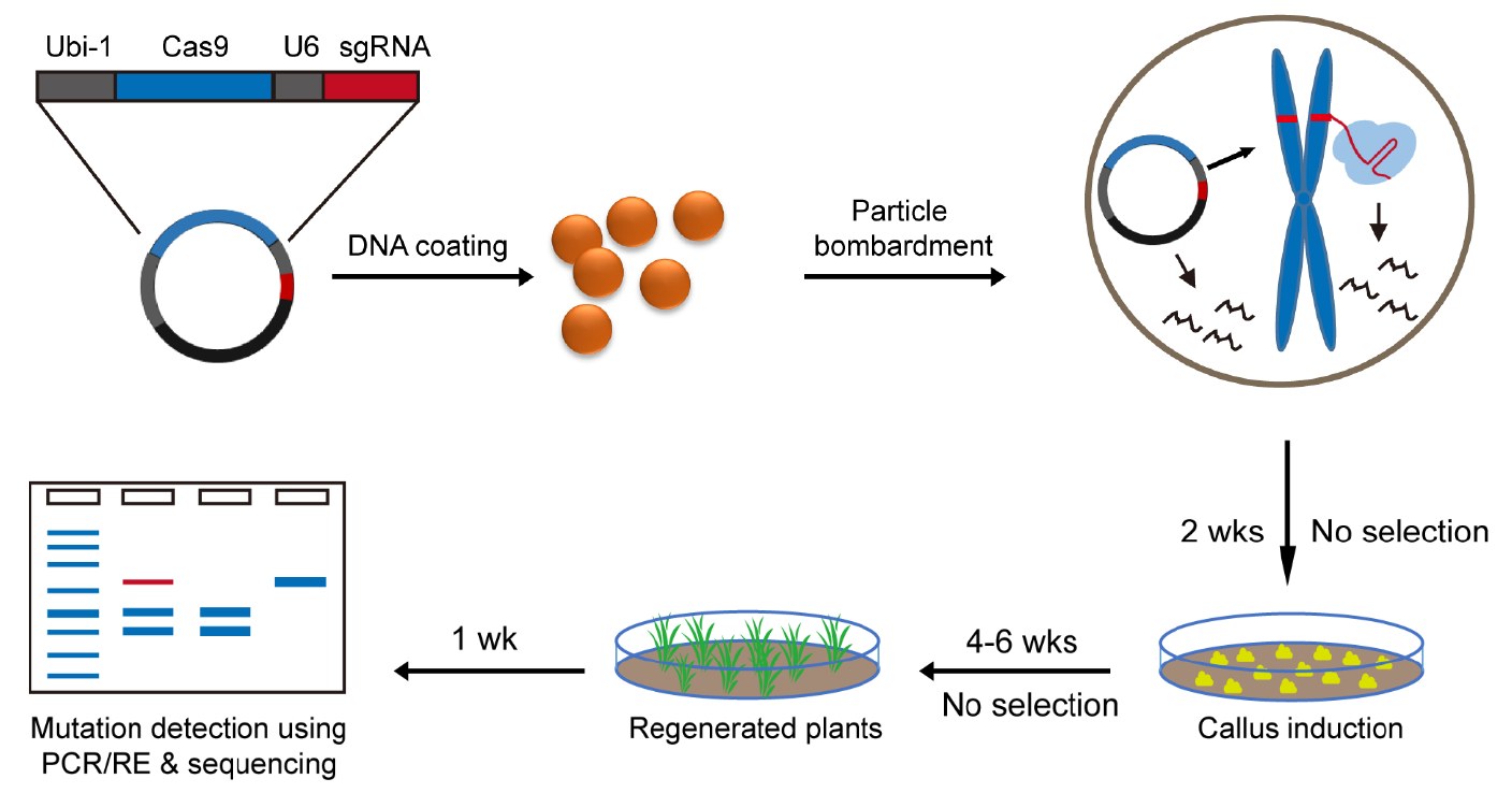 瞬时CRISPR/Cas9 DNA 编辑技术