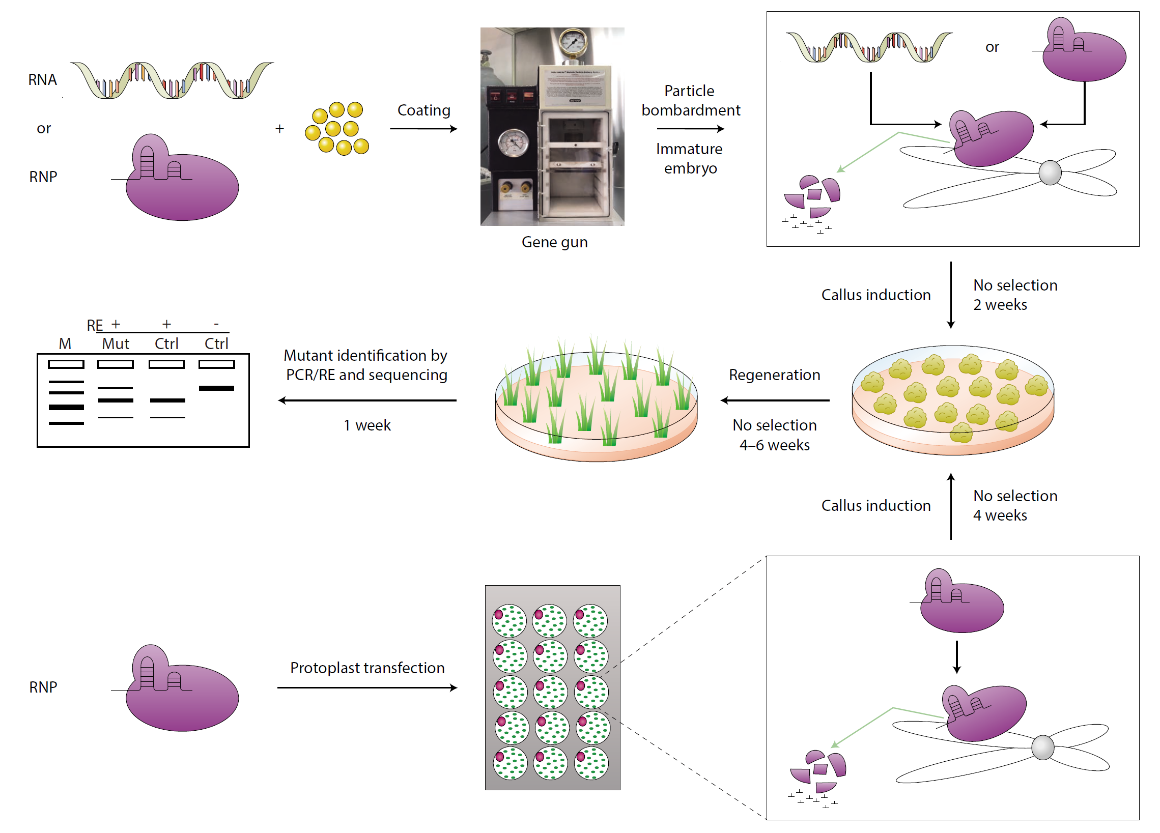 DNA-free植物CRISPR/Cas9 RNAs体外转录和RNP技术