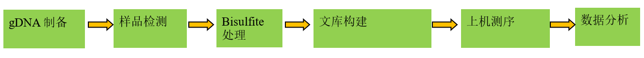 全基因组甲基化测序技术流程