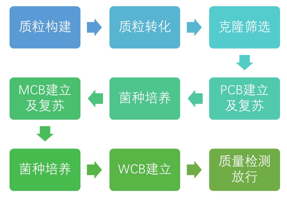 质粒GMP生产细胞库建立