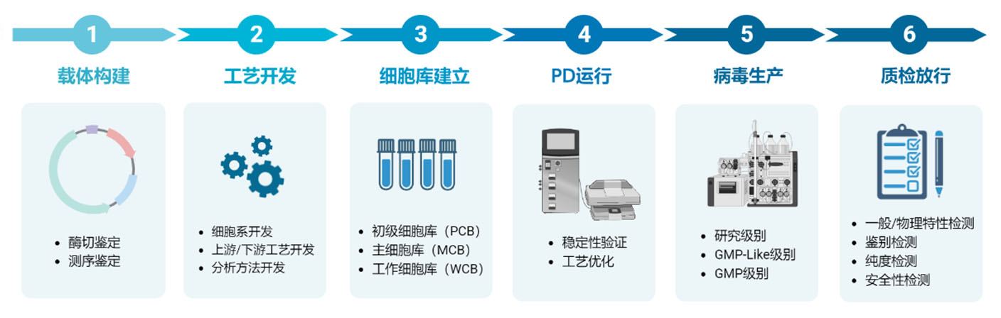 GMP病毒载体的生产服务