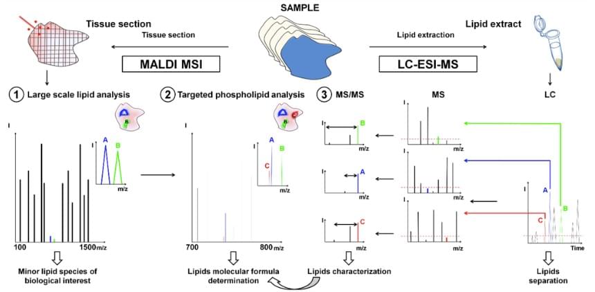 脂质组学技术路线