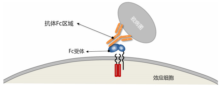 Magic™ Fc receptor blocker